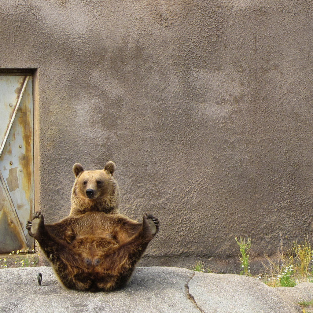 Бурый медведь