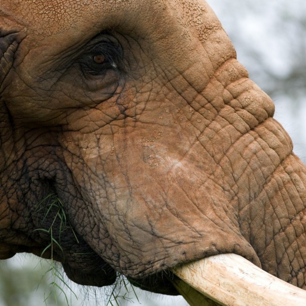 Жующий слон