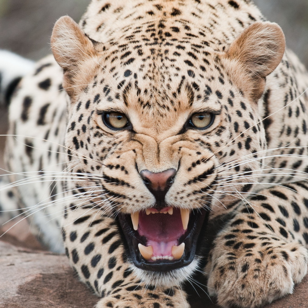 Огрызающийся леопард