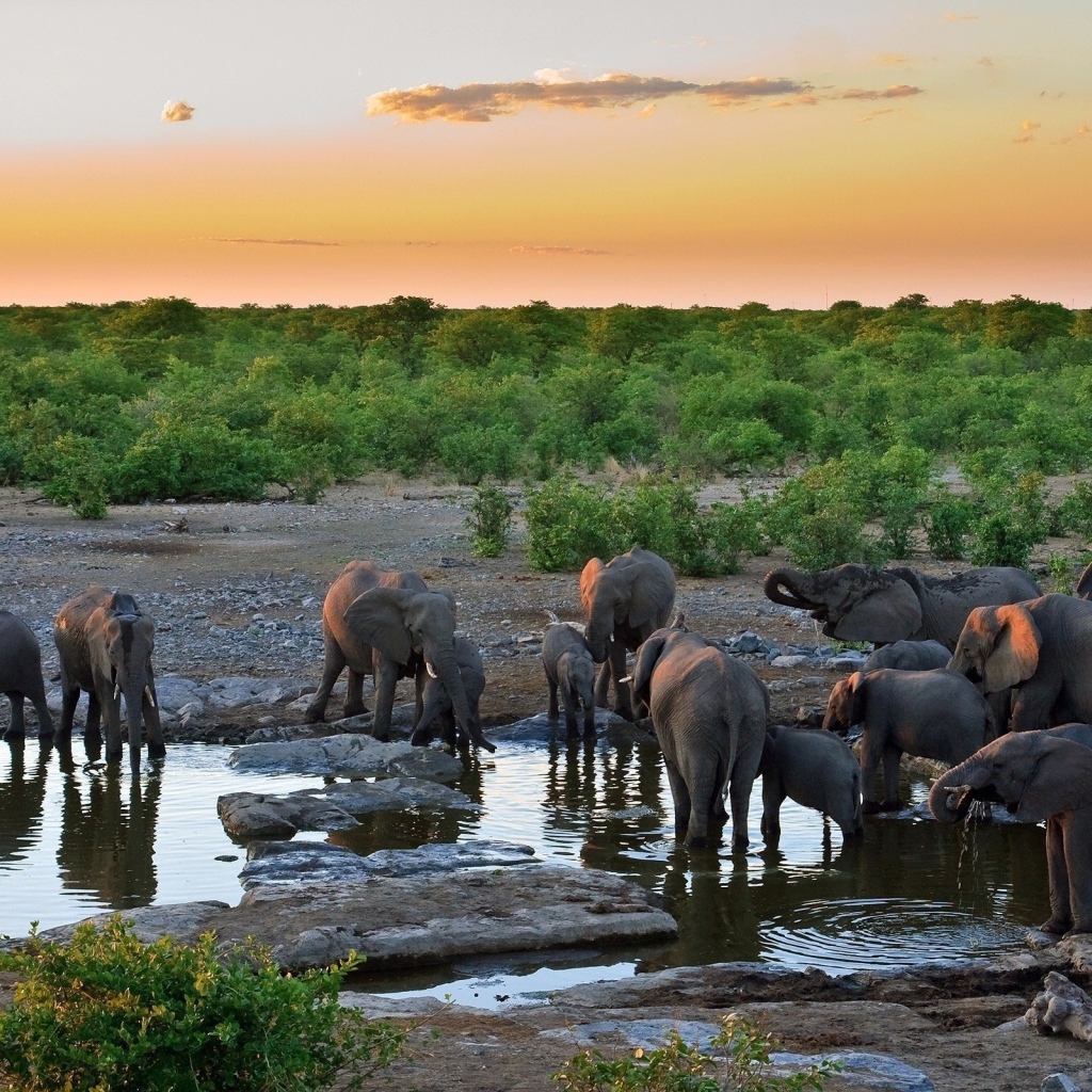 Слоны на водопое