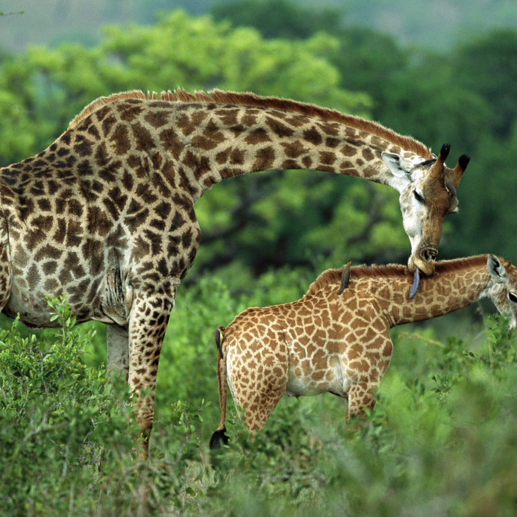 Семейство жирафа