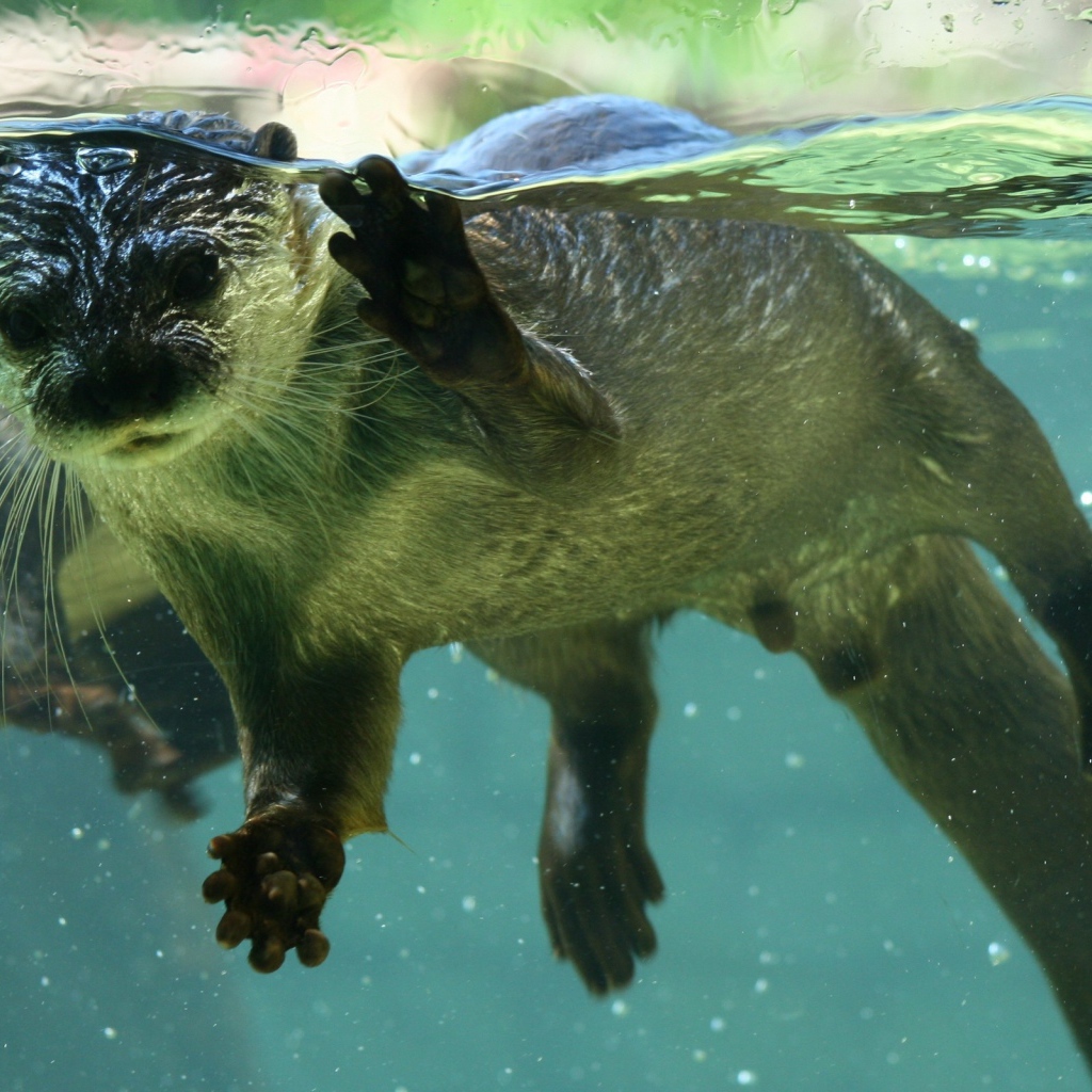 Плавающие выдры