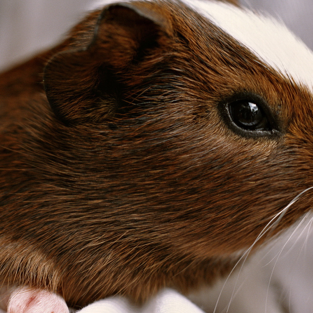 Морская свинка