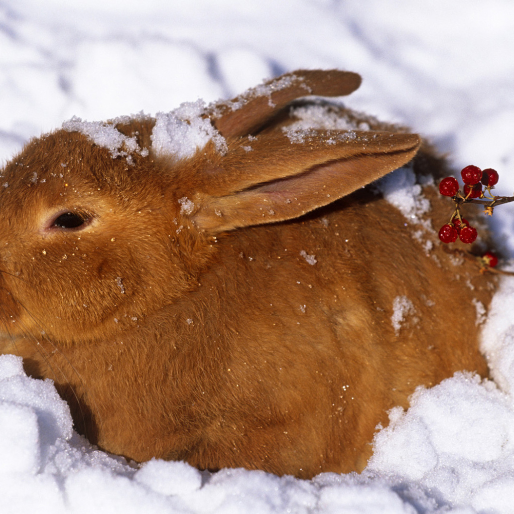 Зайчик в снегу