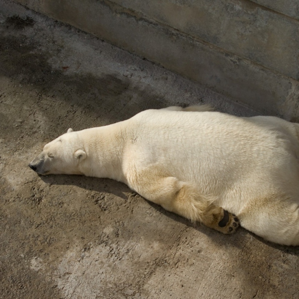 Отдыхающий белый медведь