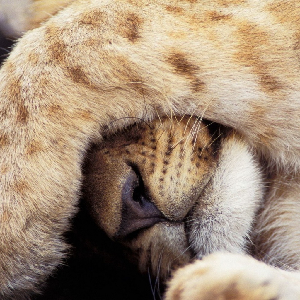 Прикрывшийся лев