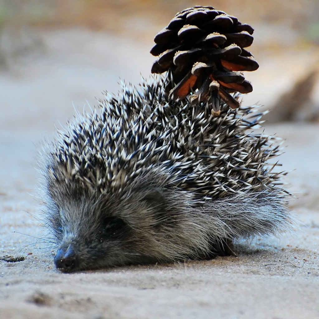 Еж с шишкой
