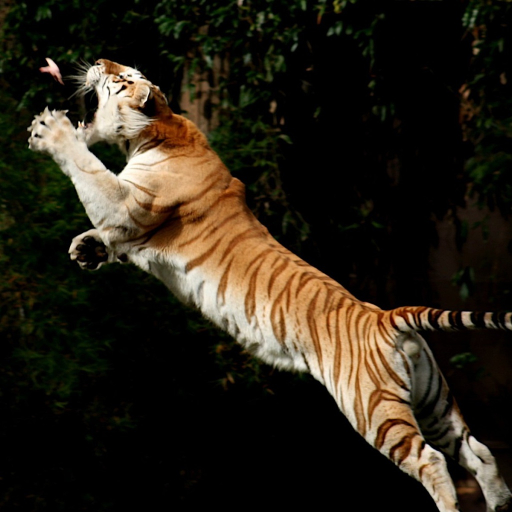 Прыжок за добычей