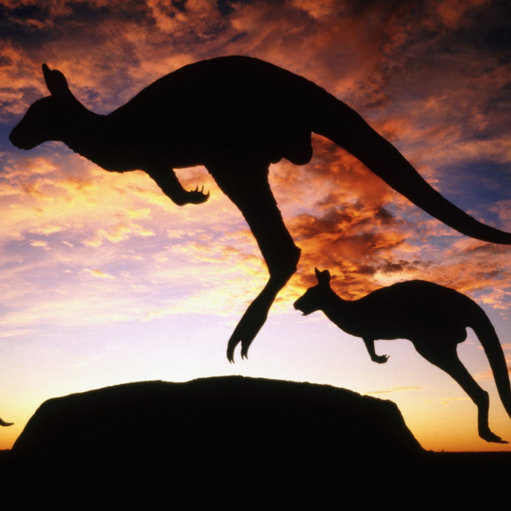 Кенгуру на закате