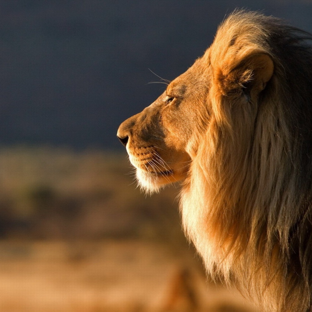 Царь зверей