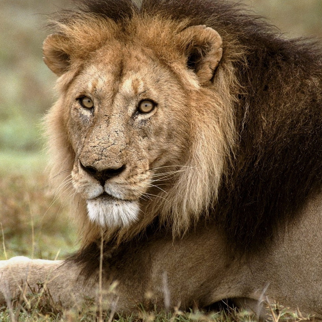 Царь зверей