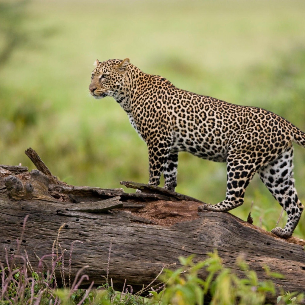 Леопард на бревне