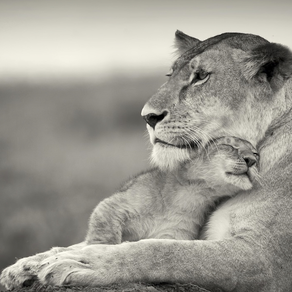 Львиная ласка