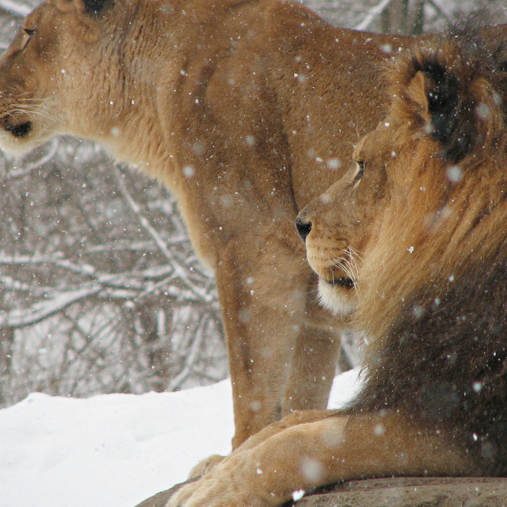 Лев и львица