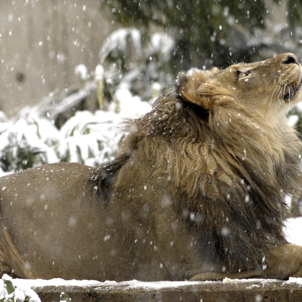 Лев под снегом