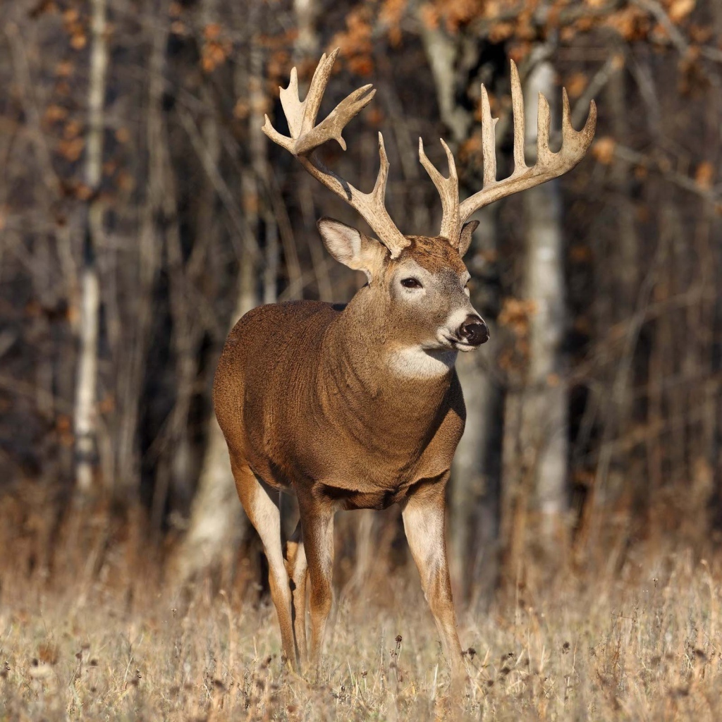 Одинокий олень
