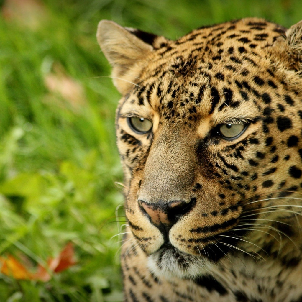 Взгляд леопарда