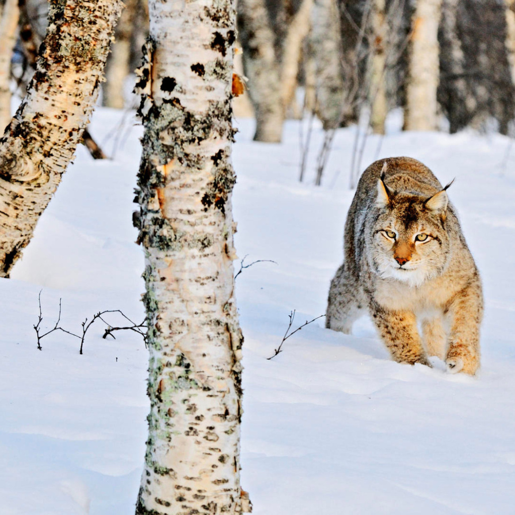 Животные зимой в лесу. Лиса зимой. Звери в лесу. Дикие животные зимой. Видео жизнь животных зимой.