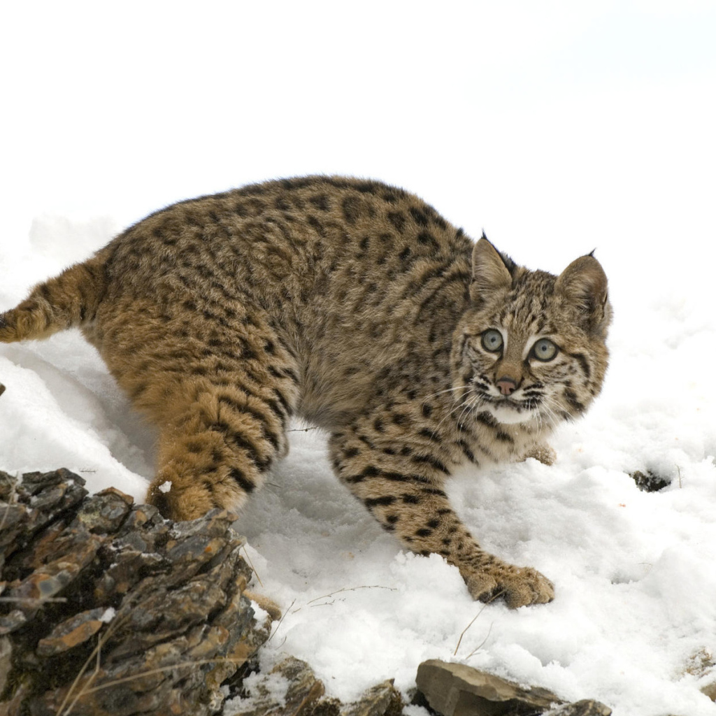 Рысь на снегу