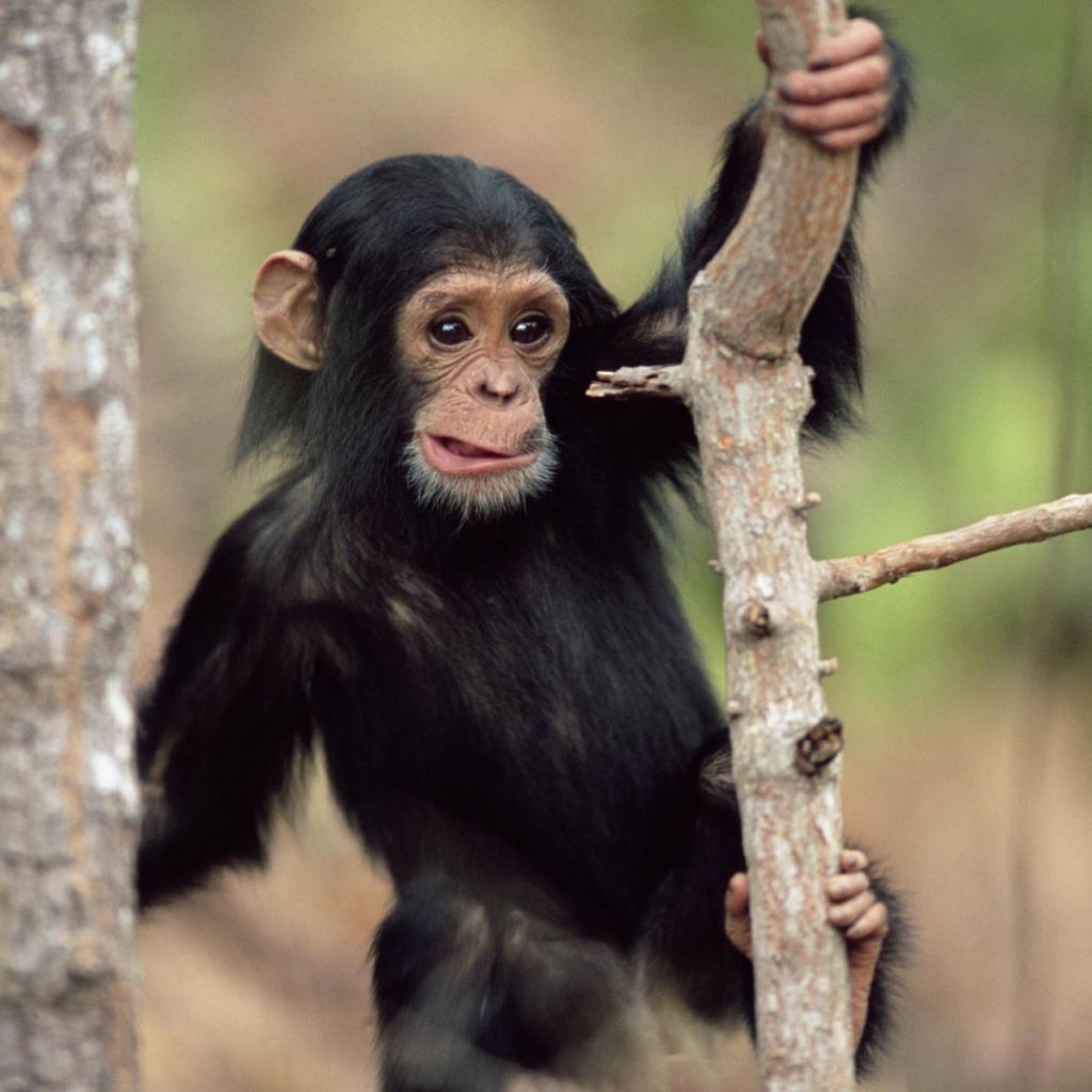 Обезьянка малыш