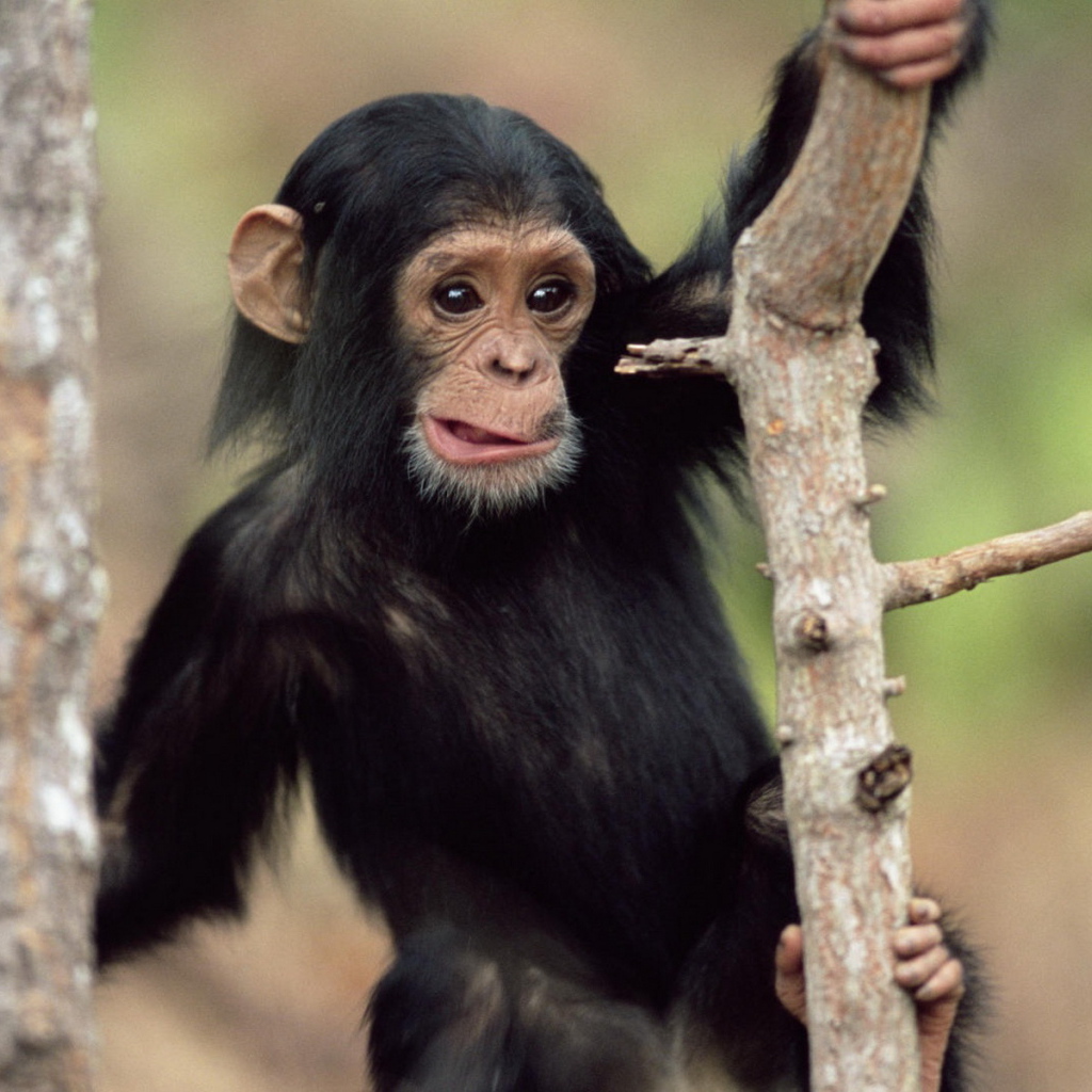 Обезьянка на дереве