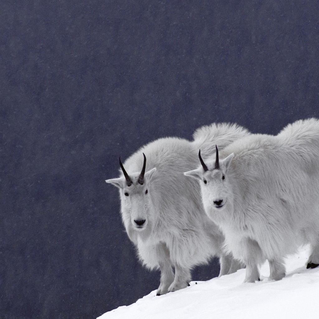 Горные бараны