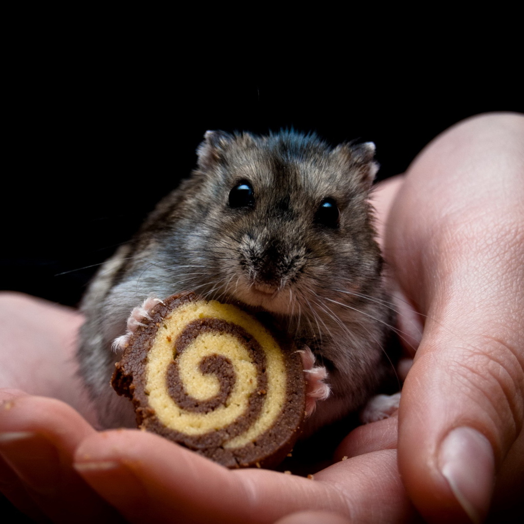 Мышонок и рулет