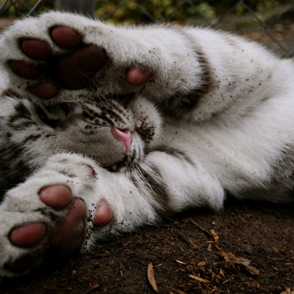 Тигровые лапки