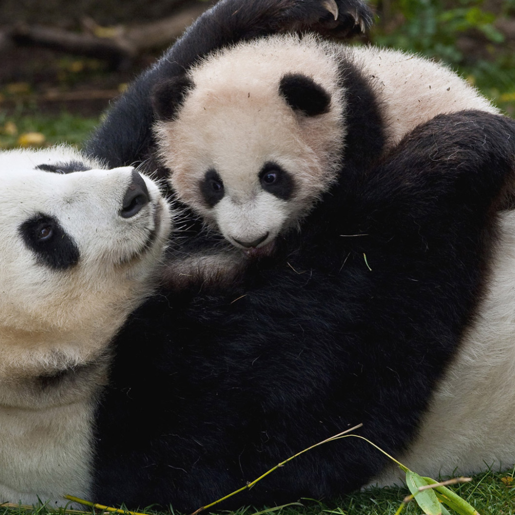Панда и малыш