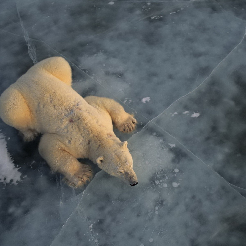 Белый медведь на льду