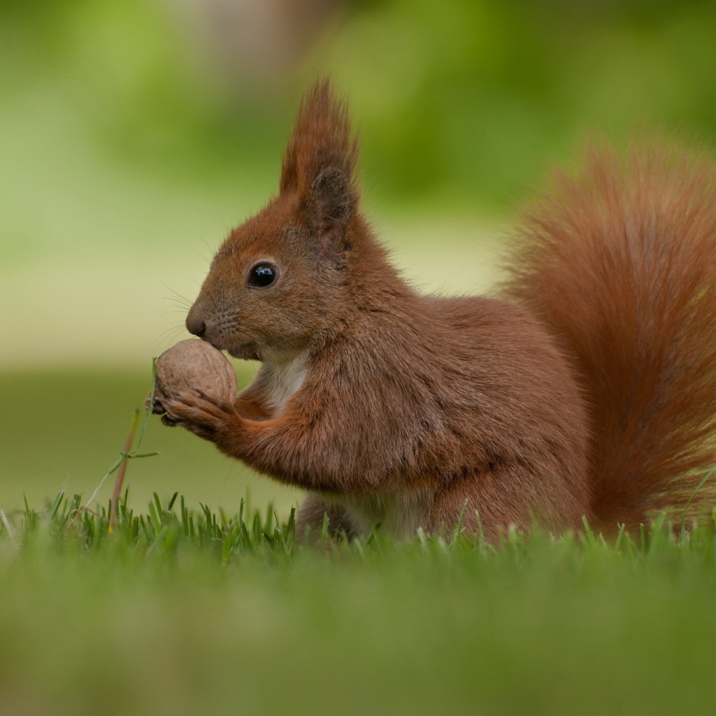 Белка и орешек