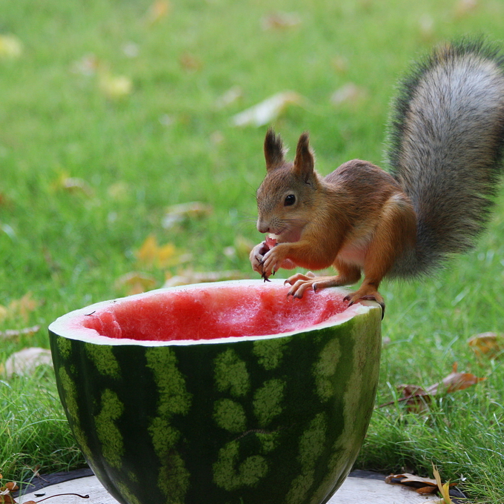 Белка и арбуз