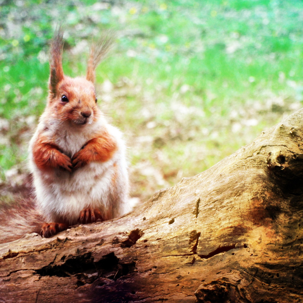 Белка на стволе