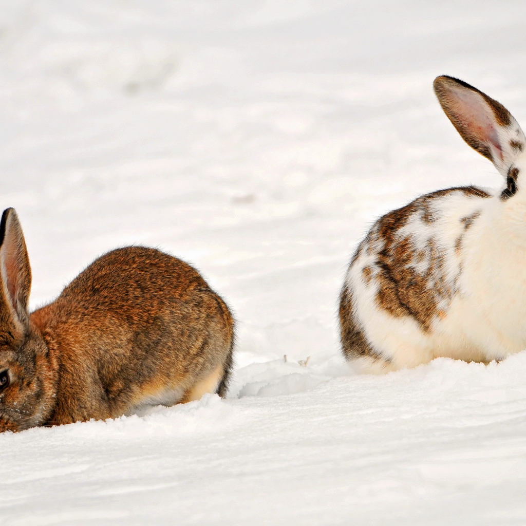 Кролики на снегу