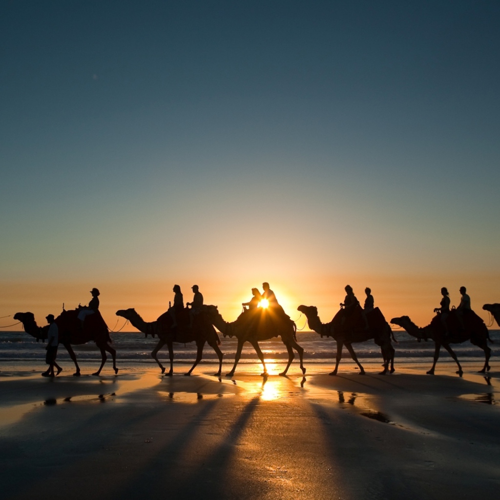 Верблюды у Красного моря