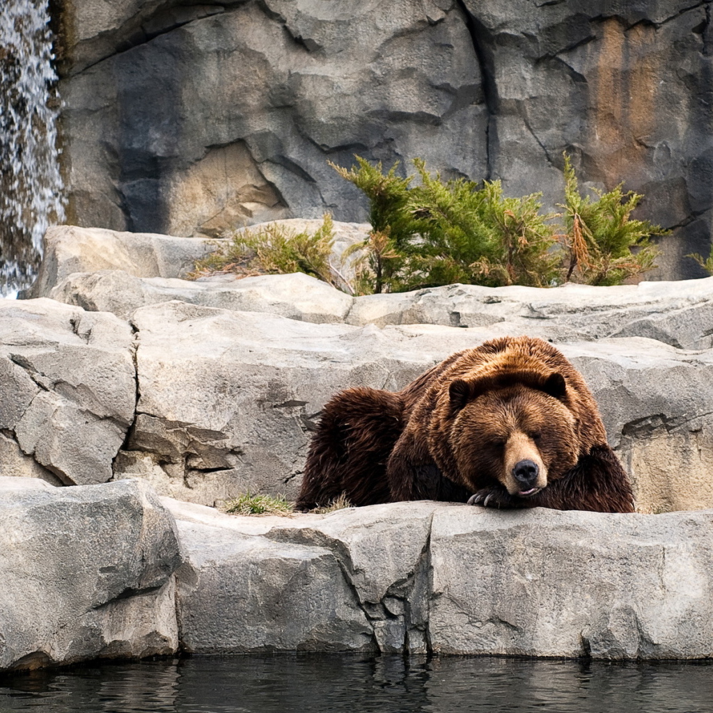 Отдыхающий бурый медведь