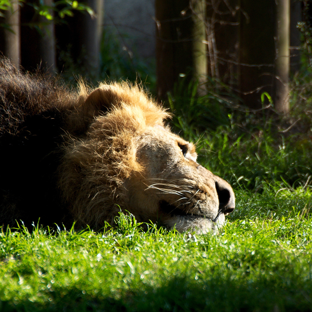 Отдыхающий лев