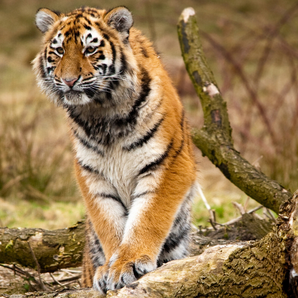 Сибирский тигр