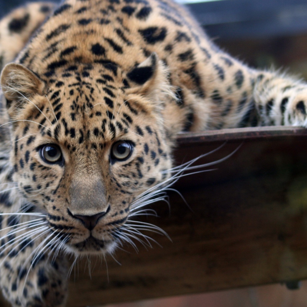 Взгляд леопарда