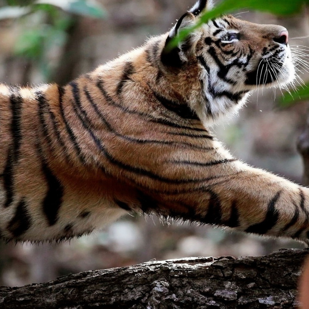 Потягивающийся тигр