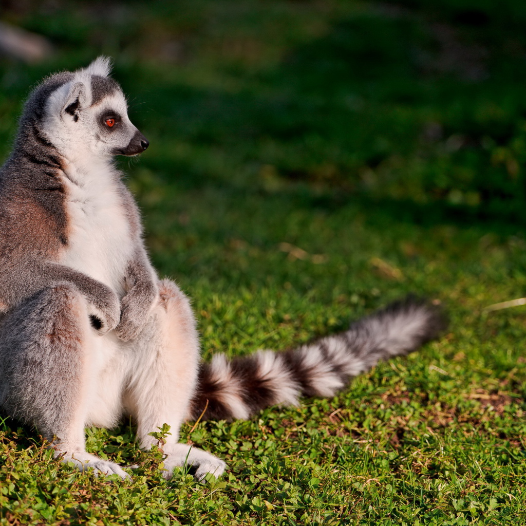 Сидящий лемур