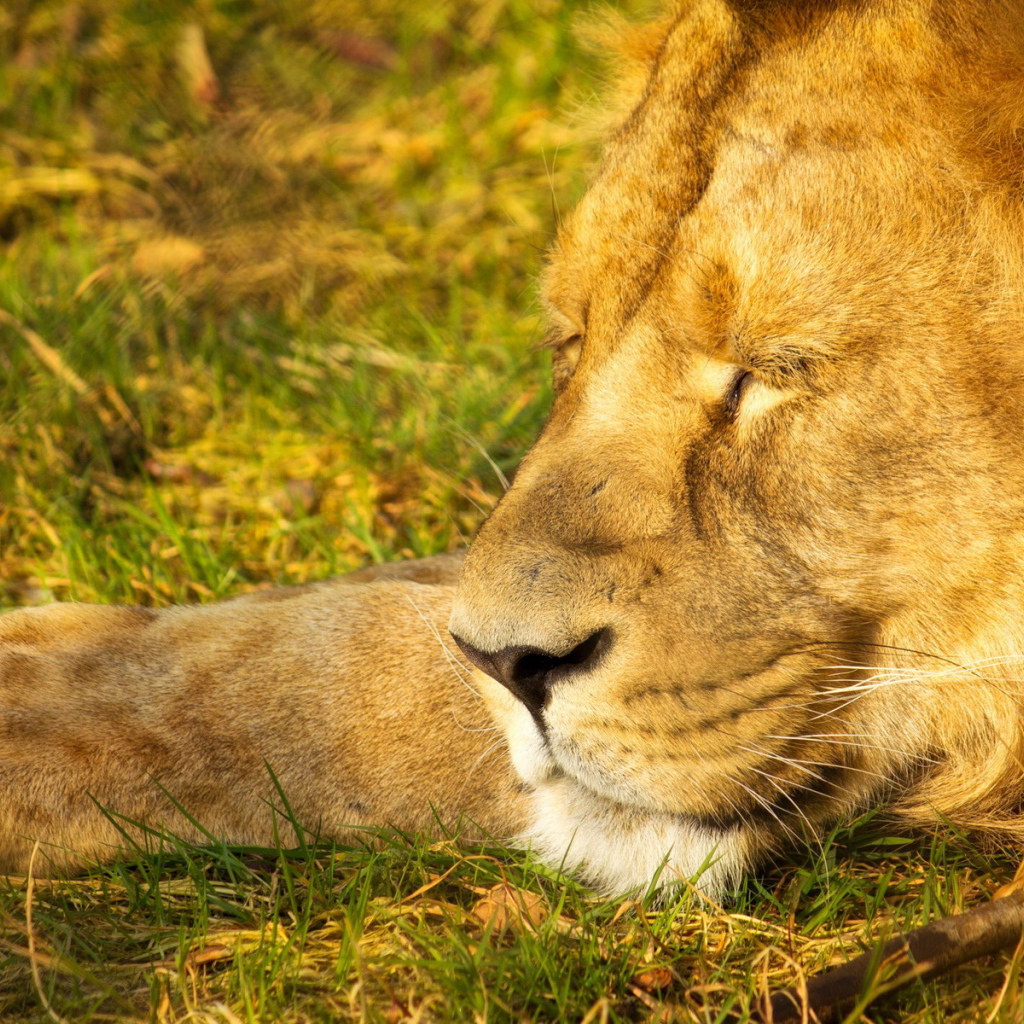Спящий лев