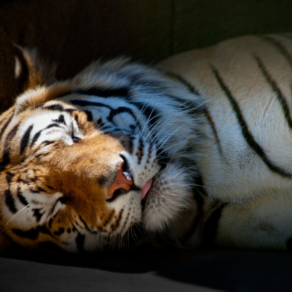 Спящий тигр