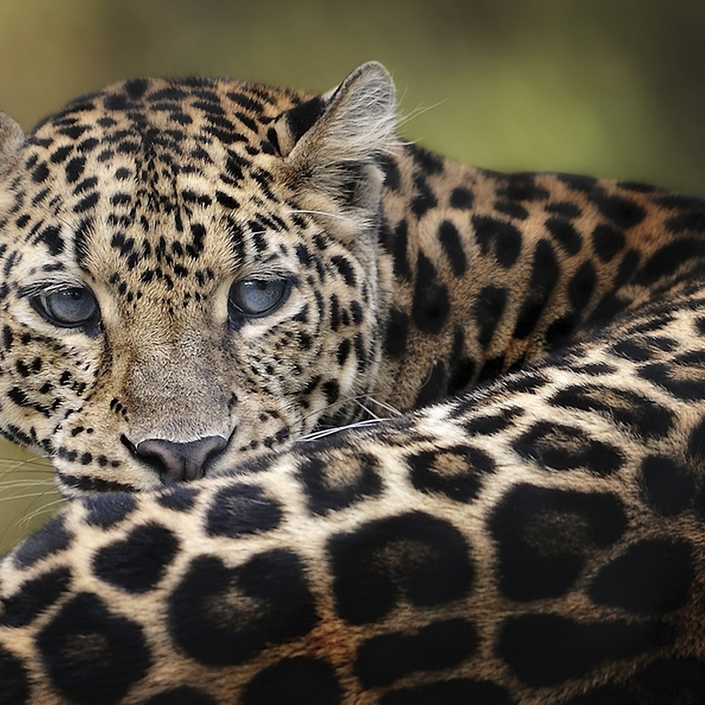 Дымчатый леопард