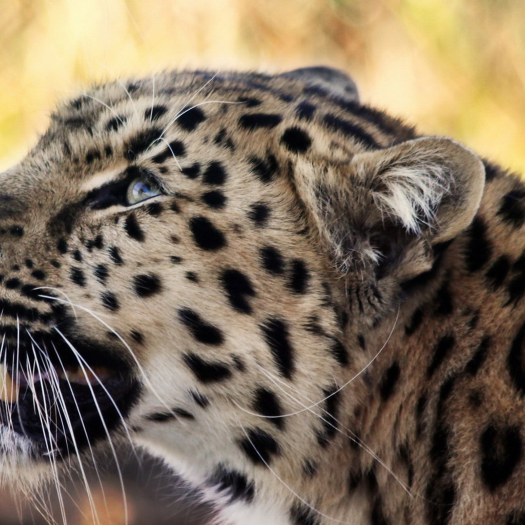 Снежный барс