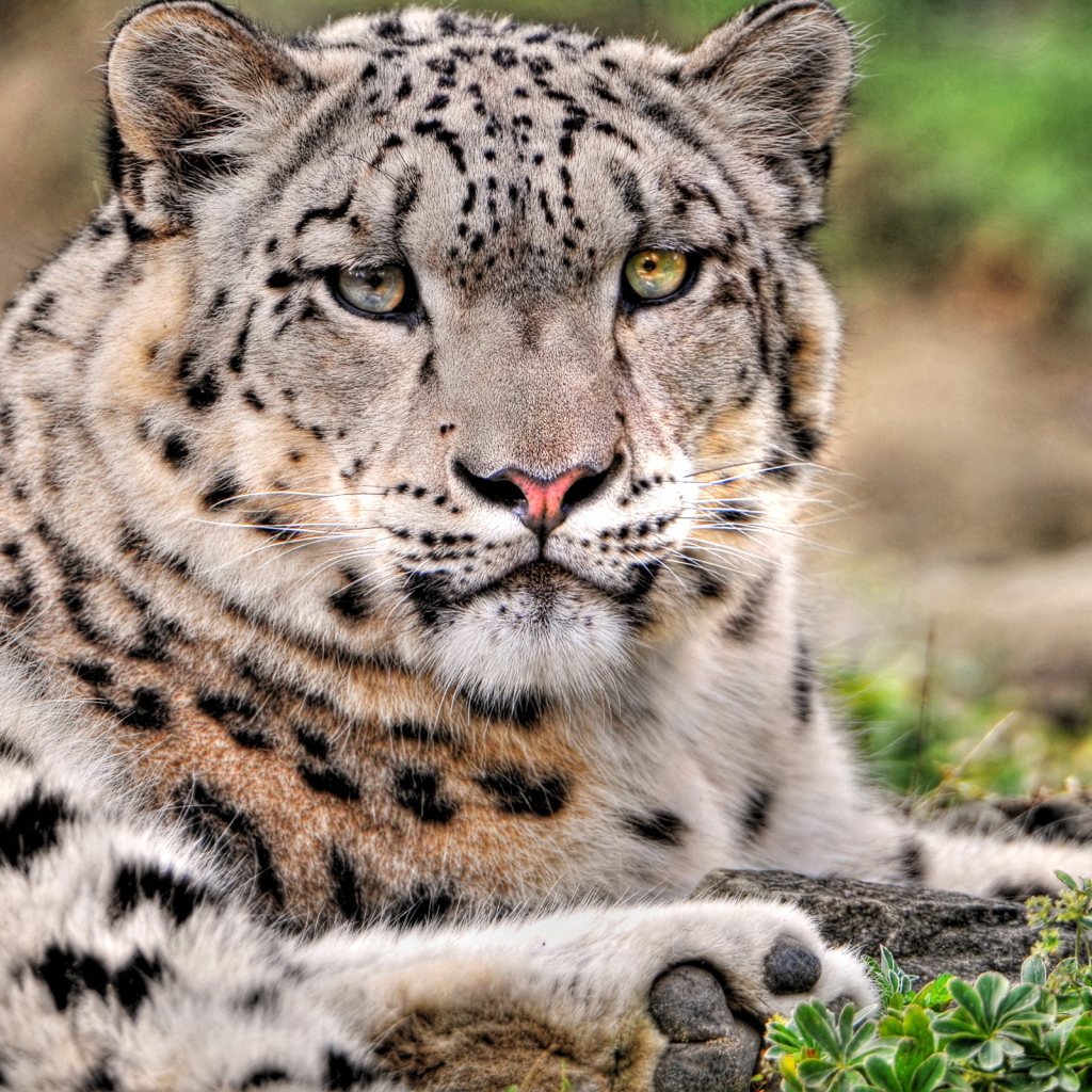 Снежный барс