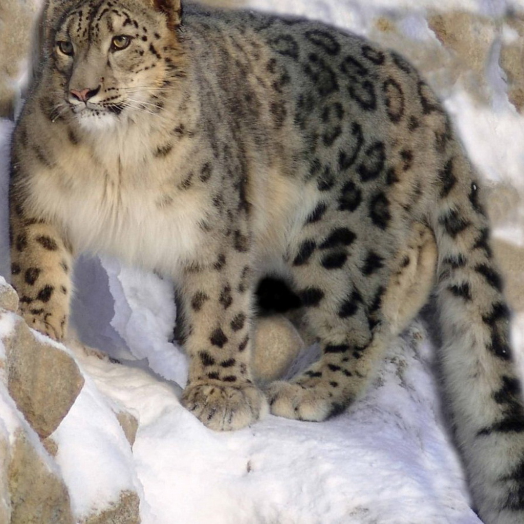 Ирбис на скале