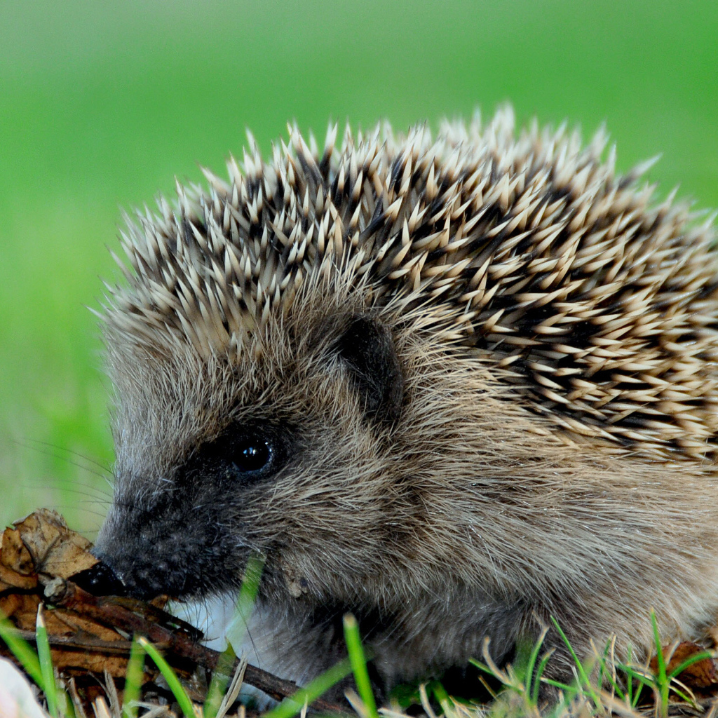 Колючий еж