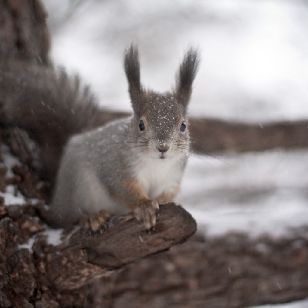 Белка на дереве
