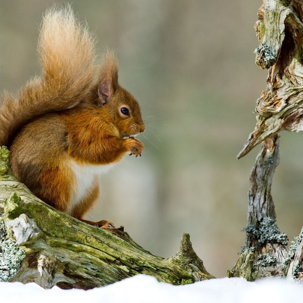 Белка на ветке